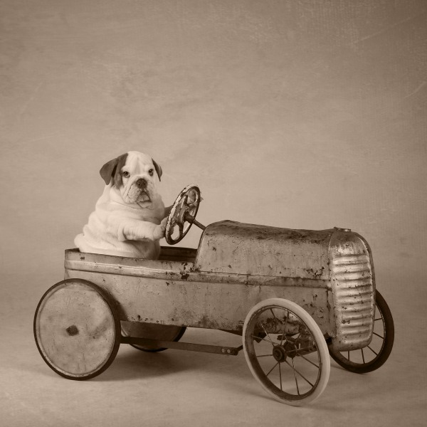 Lovable Pets Competition