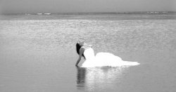 an example of the images created by Catherine Carter