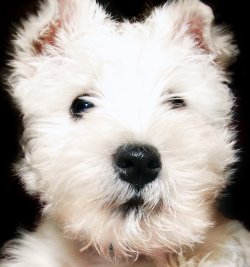an example of the images created by Mark Hardy