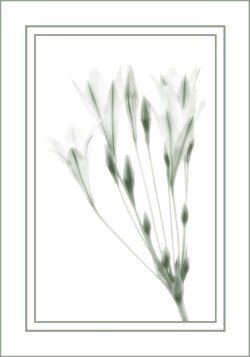 an example of the images created by Janis Nelson
