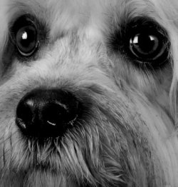 an example of the images created by Louise Tope